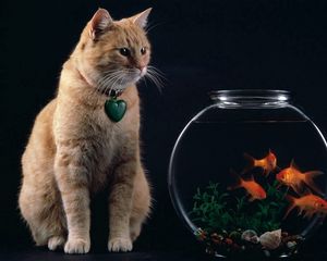 Preview wallpaper cat, aquarium, fish