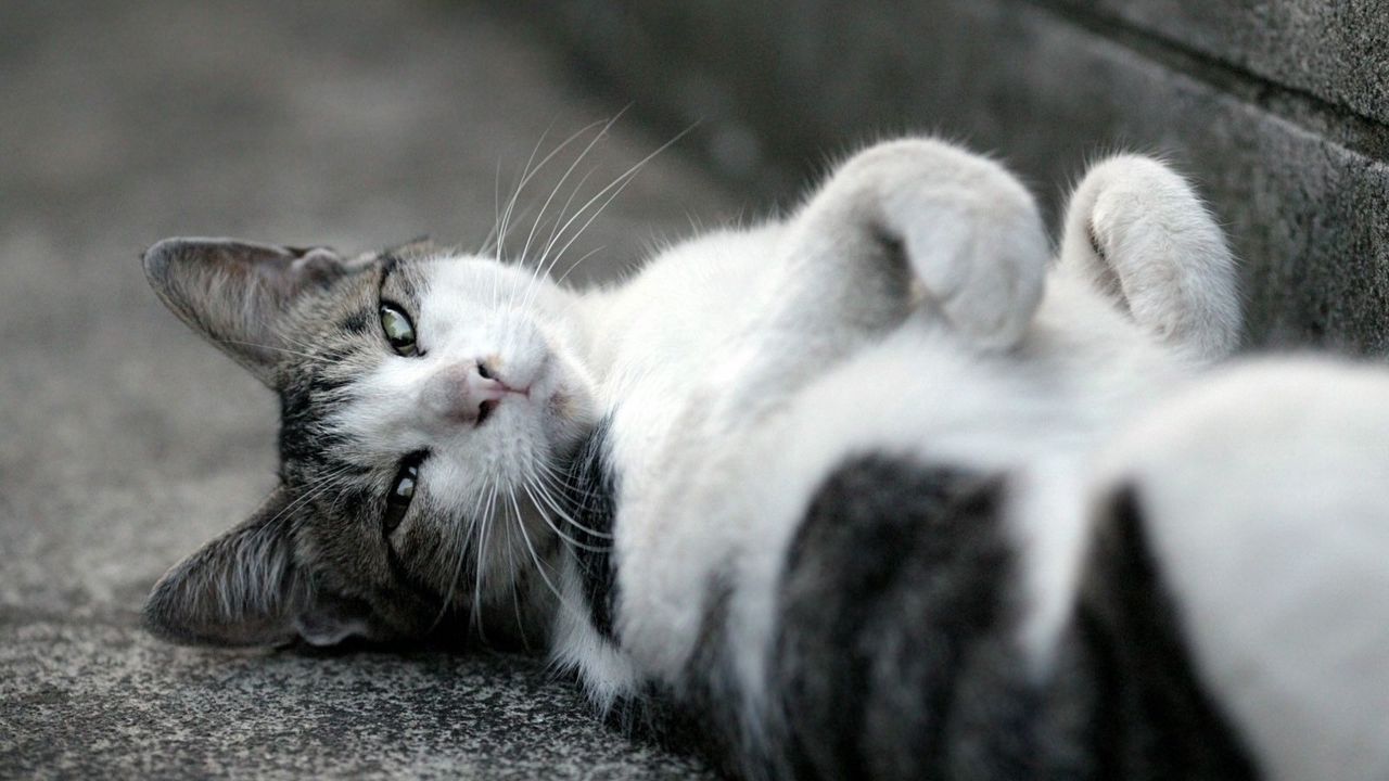 Wallpaper cat, asphalt, lie down, spotted, black white