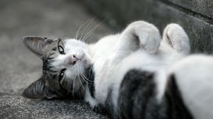 Preview wallpaper cat, asphalt, lie down, spotted, black white