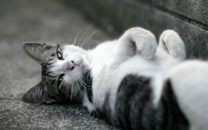 Preview wallpaper cat, asphalt, lie down, spotted, black white