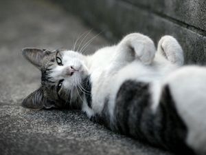 Preview wallpaper cat, asphalt, lie down, spotted, black white