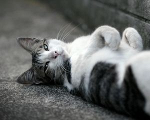 Preview wallpaper cat, asphalt, lie down, spotted, black white