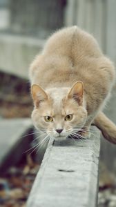 Preview wallpaper cat, attention, willingness, jump, attack