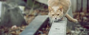 Preview wallpaper cat, attention, willingness, jump, attack