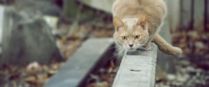 Preview wallpaper cat, attention, willingness, jump, attack