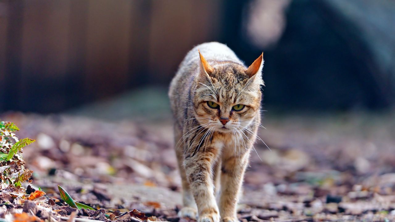 Wallpaper cat, autumn, skinny, walk, tired