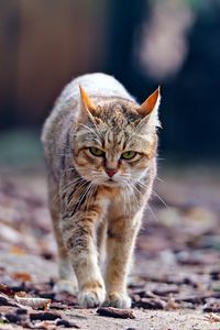 Preview wallpaper cat, autumn, skinny, walk, tired