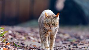Preview wallpaper cat, autumn, skinny, walk, tired