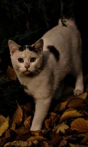 Preview wallpaper cat, autumn, street