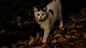 Preview wallpaper cat, autumn, street