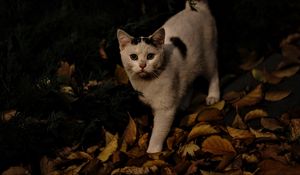 Preview wallpaper cat, autumn, street