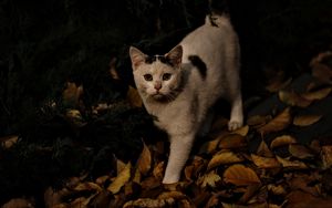 Preview wallpaper cat, autumn, street