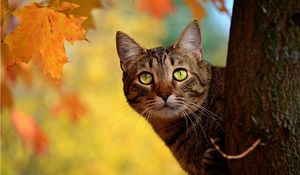 Preview wallpaper cat, autumn, tree, hide