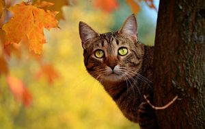 Preview wallpaper cat, autumn, tree, hide