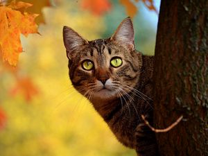Preview wallpaper cat, autumn, tree, hide