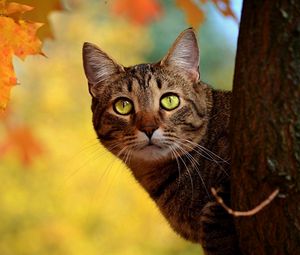 Preview wallpaper cat, autumn, tree, hide