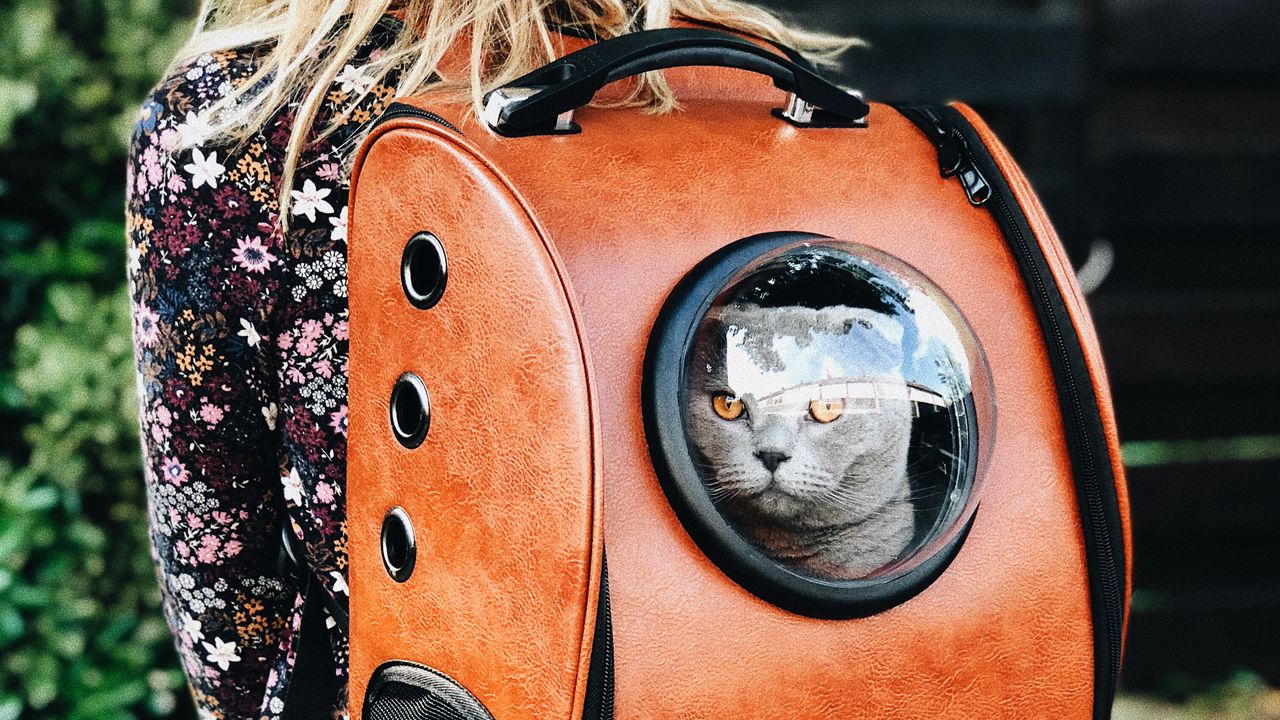 Wallpaper cat, backpack, girl, pet, friend, walk