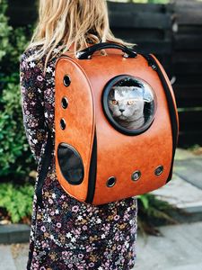 Preview wallpaper cat, backpack, girl, pet, friend, walk