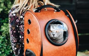 Preview wallpaper cat, backpack, girl, pet, friend, walk