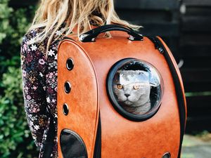 Preview wallpaper cat, backpack, girl, pet, friend, walk