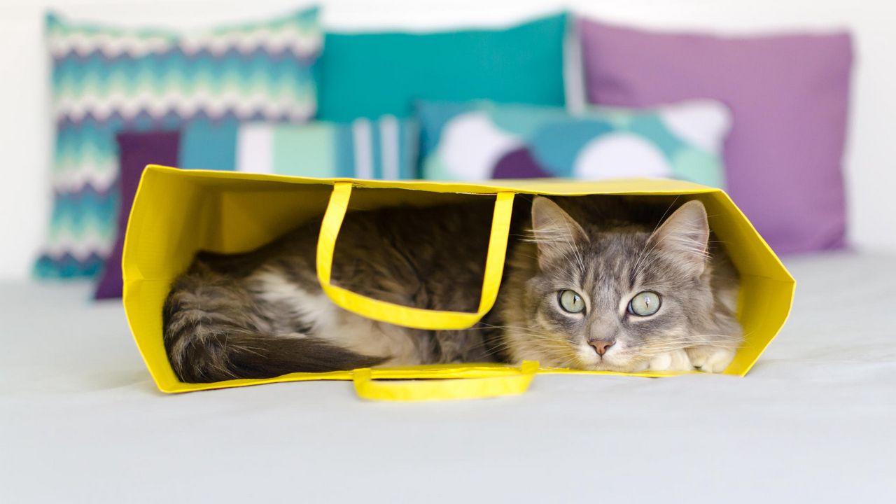Wallpaper cat, bag, lying