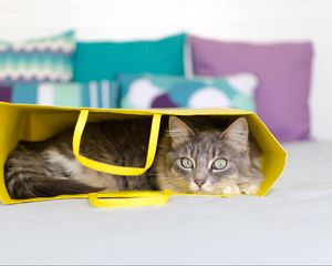 Preview wallpaper cat, bag, lying