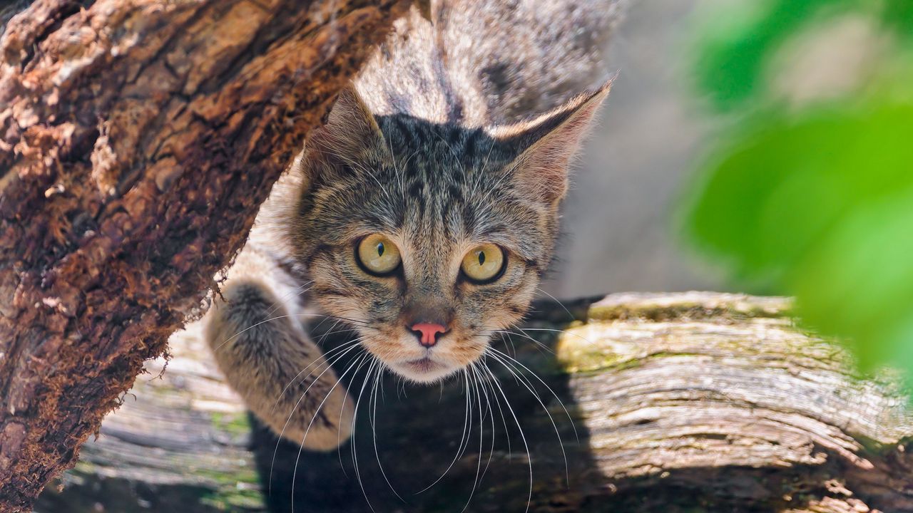 Wallpaper cat, bark, fear, shadow, eyes, face