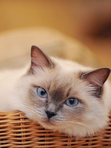 Preview wallpaper cat, basket, look, lying, sadness