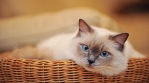 Preview wallpaper cat, basket, look, lying, sadness