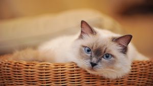 Preview wallpaper cat, basket, look, lying, sadness