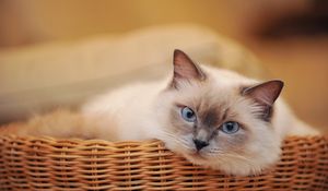 Preview wallpaper cat, basket, look, lying, sadness