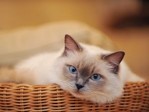 Preview wallpaper cat, basket, look, lying, sadness