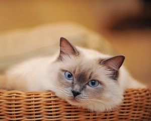 Preview wallpaper cat, basket, look, lying, sadness