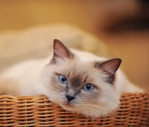 Preview wallpaper cat, basket, look, lying, sadness