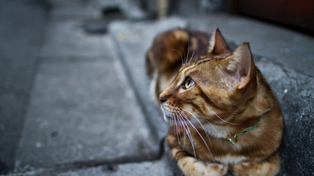 Wallpaper cat, beautiful, lie, street