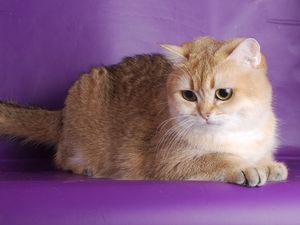 Preview wallpaper cat, beautiful, thick, photo shoot