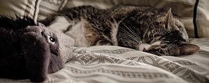 Preview wallpaper cat, bed, lie down, look