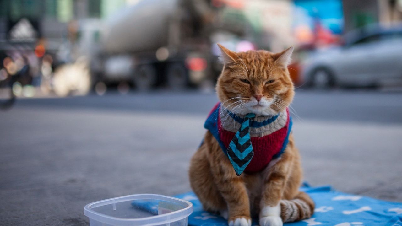 Wallpaper cat, beggar, clothing, redhead