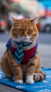Preview wallpaper cat, beggar, clothing, redhead