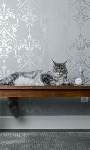 Preview wallpaper cat, bench, milk, ball