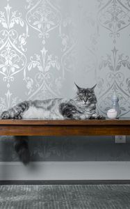 Preview wallpaper cat, bench, milk, ball