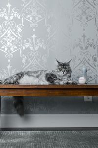Preview wallpaper cat, bench, milk, ball