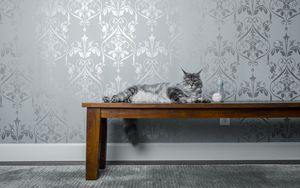 Preview wallpaper cat, bench, milk, ball