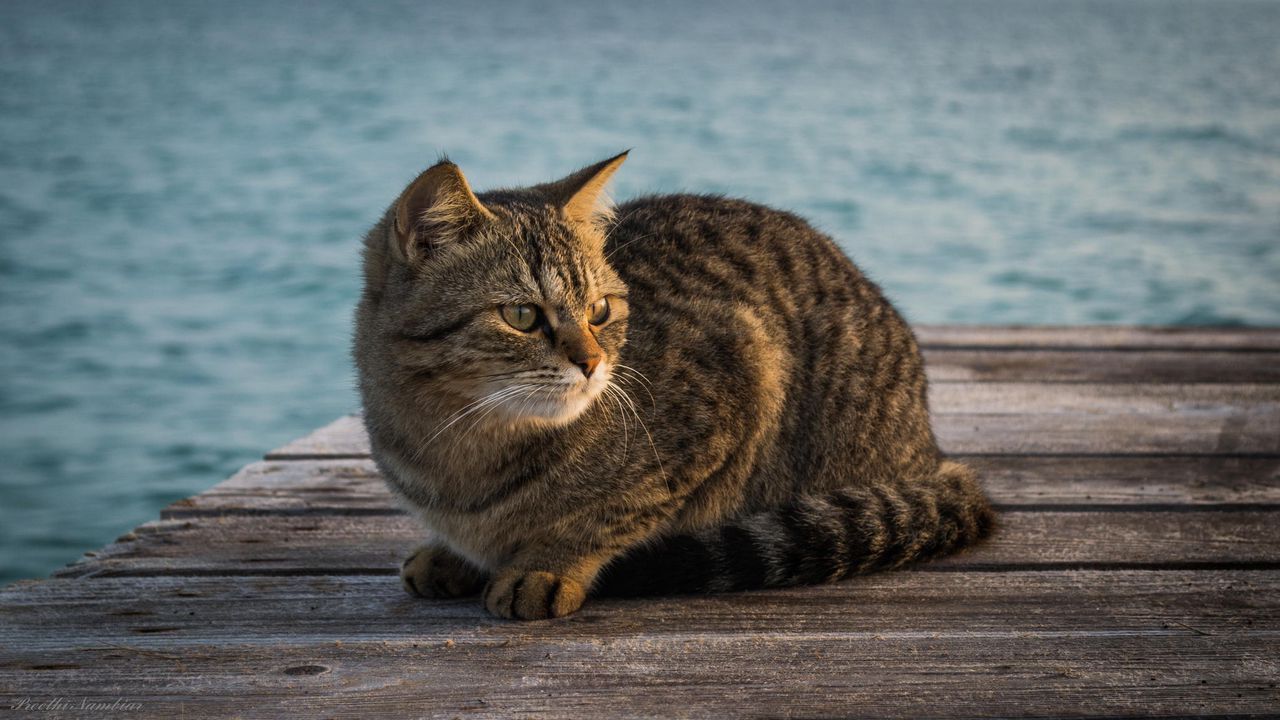 Wallpaper cat, berth, striped, sitting