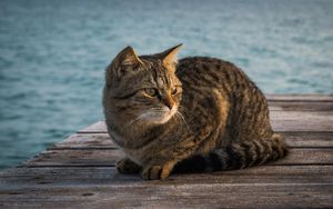 Preview wallpaper cat, berth, striped, sitting