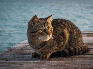 Preview wallpaper cat, berth, striped, sitting