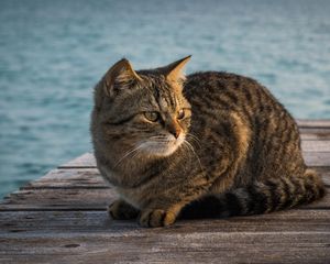 Preview wallpaper cat, berth, striped, sitting