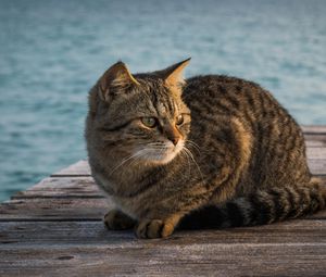 Preview wallpaper cat, berth, striped, sitting