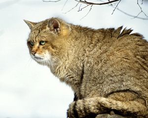Preview wallpaper cat, big, bushy, wild