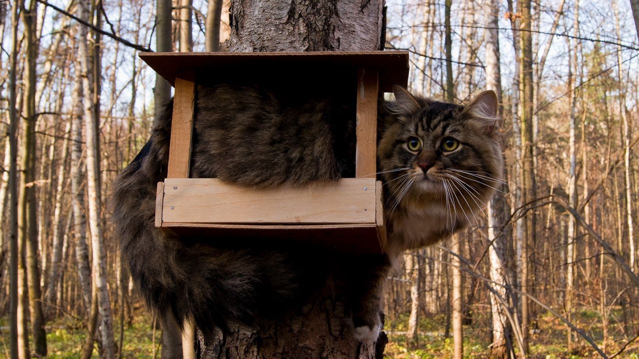 Wallpaper cat, birdhouse, furry, funny, situation